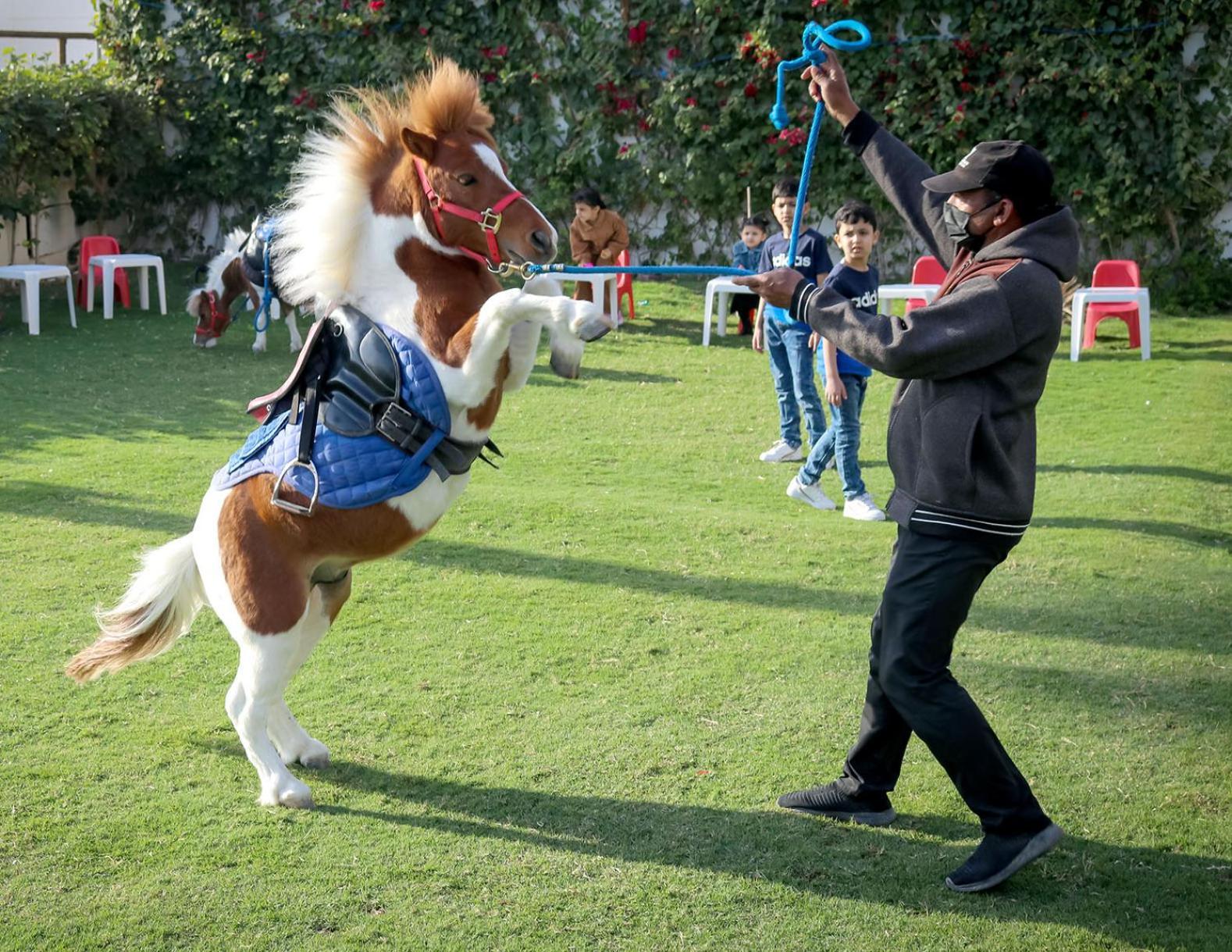 Lagoona Beach Luxury Resort And Spa Manáma Exteriér fotografie The photo shows a small horse or pony rearing up on its hind legs. The pony is wearing a blue saddle and is being led by a person who is holding a rope. The person is wearing a mask and appears to be encouraging the pony to perform. In the background